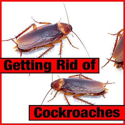 How to Get Rid of Cockroaches – Wet & Forget NZ